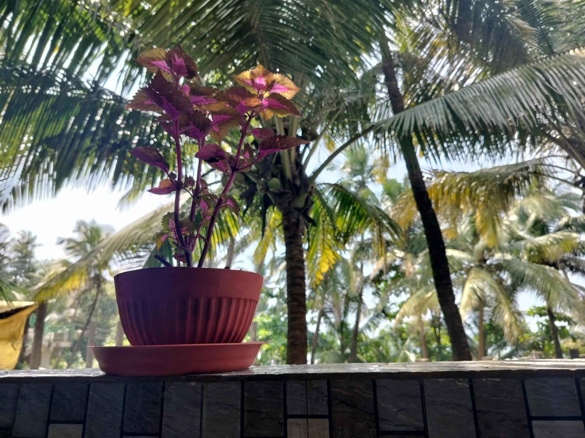 Kumbaya Beachside Hostel & Apartments At Arambol Beach Eksteriør billede